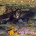 lion_sea_galapagos_cou_h_0111_ecu1202.jpg